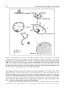 Adenoviruses Basic Biology to Gene Therapy