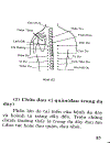 Bấm huyệt chữa bệnh