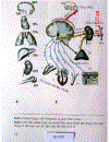 Atlas Sinh Lý Học