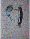 Atlas Sinh Lý Học