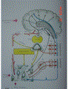 Atlas Sinh Lý Học