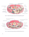 Atlas giải phẫu người 1