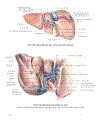 Atlas giải phẫu người 1