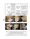 Nghiên cứu hoàn thiện quy trình sử dụng bã sắn trước và sau lên men thu enzyme để nuôi trồng nấm ăn và nấm dược liệu 1