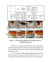 Nghiên cứu hoàn thiện quy trình sử dụng bã sắn trước và sau lên men thu enzyme để nuôi trồng nấm ăn và nấm dược liệu 1