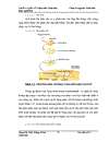 Thử nghiệm chuyển gen GFP trên gà Gallus Gallus Domesticus sử dụng vector pT2 BH CVpf SB11 bằng phương pháp chuyển gen qua tinh trùng và vi tiêm vào phôi gà 0 giờ ấp 1