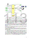 Đồ án tốt nghiệp về đề tài kết hợp mạng PON và công nghệ ATM để triển khai hiệu quả nhất các dịch vụ băng rộng B ISDN