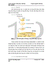 Thử nghiệm chuyển gen GFP trên gà Gallus Gallus Domesticus sử dụng vector pT2 BH CVpf SB11 bằng phương pháp chuyển gen qua tinh trùng và vi tiêm vào phôi gà 0 giờ ấp 1