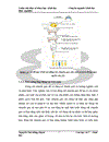 Thử nghiệm chuyển gen GFP trên gà Gallus Gallus Domesticus sử dụng vector pT2 BH CVpf SB11 bằng phương pháp chuyển gen qua tinh trùng và vi tiêm vào phôi gà 0 giờ ấp 1