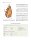 Encyclopedia of Foods