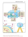 Color Atlat of Pharmacology 2edition