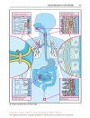 Color Atlat of Pharmacology 2edition