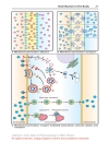 Color Atlat of Pharmacology 2edition