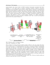 T Cell Leukemia