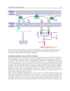 T Cell Leukemia