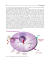 T Cell Leukemia