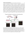 Idiopathic Inflammatory Myopathies â Recent Developments