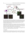 Idiopathic Inflammatory Myopathies â Recent Developments