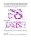 Vasculogenesis and Angiogenesis from Embryonic Development to Regenerative Medicine