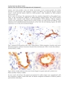 Vasculogenesis and Angiogenesis from Embryonic Development to Regenerative Medicine