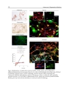 Advances in Regenerative Medicine