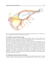 Laparoscopy An Interdisciplinary Approach