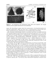 Dendrimers and Other Dendritic Polymers