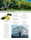 Trees Eyewitness Companion Guides