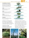 Trees Eyewitness Companion Guides