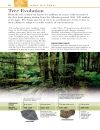 Trees Eyewitness Companion Guides