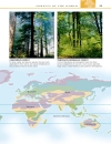 Trees Eyewitness Companion Guides