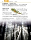 Trees Eyewitness Companion Guides