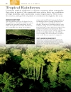 Trees Eyewitness Companion Guides