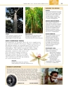 Trees Eyewitness Companion Guides