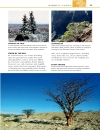 Trees Eyewitness Companion Guides