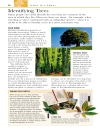 Trees Eyewitness Companion Guides