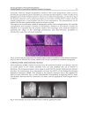 Ferroelectrics Characterization and Modeling