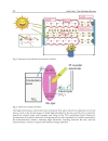 Solar Cells Dye Sensitized Devices