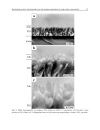 Nanocrystals