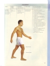 Thái Massage Manual