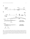 The Genetics and Biology of Sex Determination