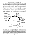 Protein Expression A Practical Approach