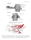 Neuroanatomy An Atlas of Structures Sections and Systems