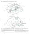 Neuroanatomy An Atlas of Structures Sections and Systems