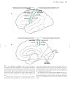 Neuroanatomy An Atlas of Structures Sections and Systems