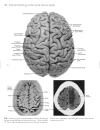 Neuroanatomy An Atlas of Structures Sections and Systems