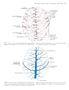 Neuroanatomy An Atlas of Structures Sections and Systems