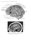 Neuroanatomy An Atlas of Structures Sections and Systems