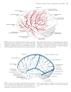 Neuroanatomy An Atlas of Structures Sections and Systems