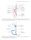 Neuroanatomy An Atlas of Structures Sections and Systems